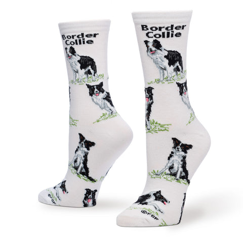BORDER COLLIE POSES