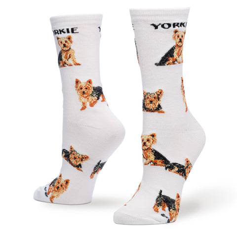 YORKSHIRE TERRIER POSES